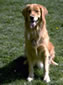 Golden Retriever practicing a sit during a dog training class.