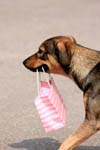 Feather Pen Dog carrying shopping bag