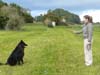 Professional Dog Training Dog in an off leash sit stay