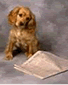 Cocker Spaniel Puppy training in photo studio.
