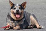Austrialian Cattle Dog in a happy down stay Dog Training always gives you the best behaviors
