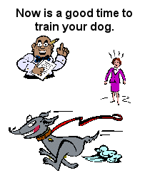 Puppy Training, Dog Training, Behavior Modification