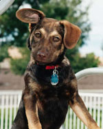 Puppy Training makes a happy dog Dog Training helps resolve problem behaviors