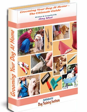 Groom Your Dog At Home Guide