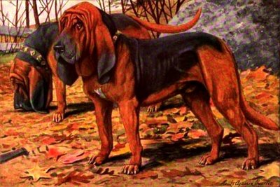 bloodhound