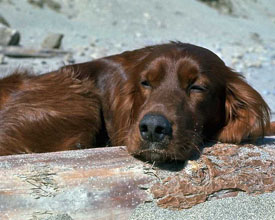 Irish Setter sleeping