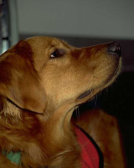 Golden Labrador paying attention