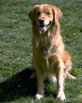 Golden Retriever in an attentive sit.