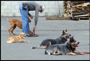 Heel to the down position