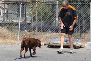 Dog in an off leash recall