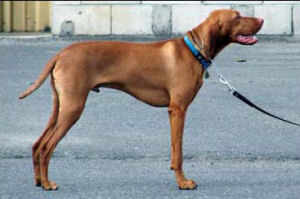 Dog in Stand Position