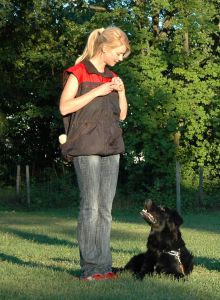 Dog in Heel Down Position