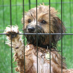 Dog jumping at kennel fencing