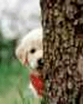 Puppy peeking around a tree