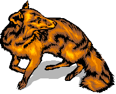 Shy Fox