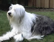 English SheepDog practicing dog obedience training.