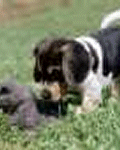 Puppy Playing With Toy